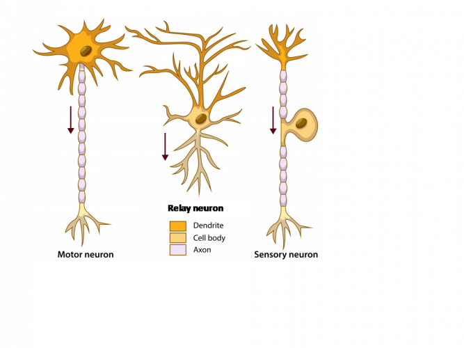 Image of different neurones